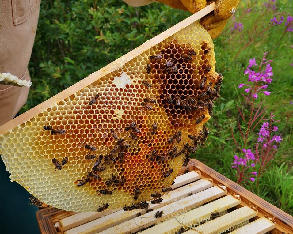 Брендированный улей 3