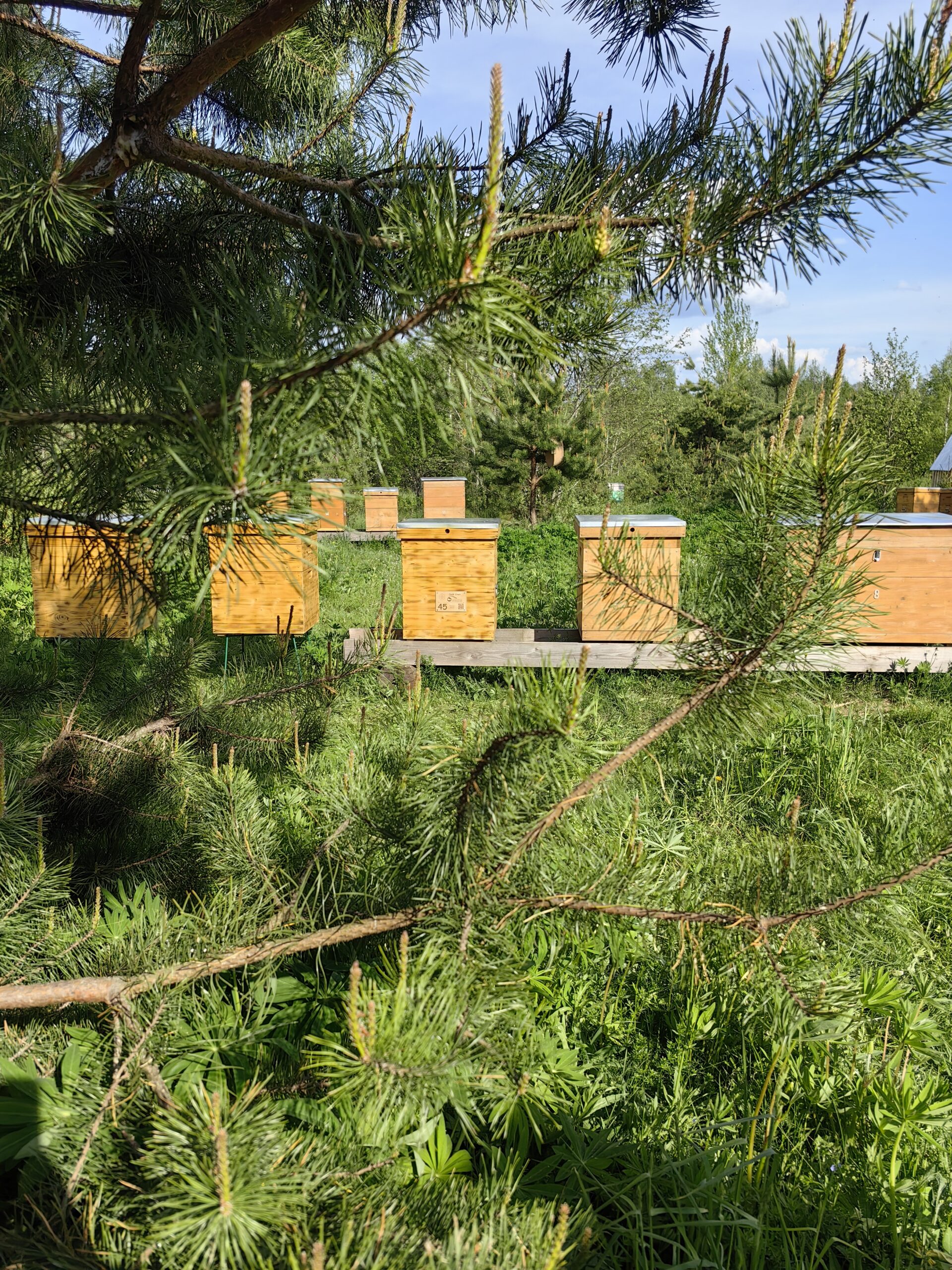 Свой улей на пасеке ТехноВелес