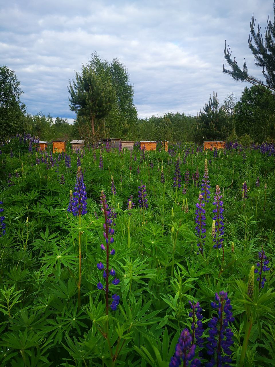 КФХ ТехноВелес